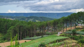 Nhiều chính sách hỗ trợ đối với rừng sản xuất