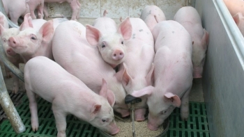 Vì sao thị trường heo hơi diễn biến trái quy luật?