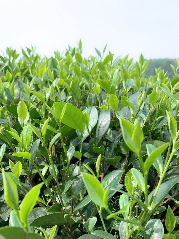 Chè Thái Nguyên giúp hỗ trợ điều trị ung thư