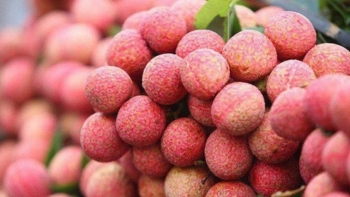 Giải bài toán tiêu thụ nông sản khi vào vụ thu hoạch ồ ạt