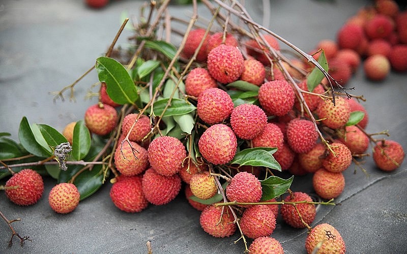 Vải đang vào vụ thu hoạch. Vải đang vào vụ thu hoạch.