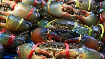 Xuất khẩu cá ngừ, cua ghẹ bứt phá mạnh mẽ