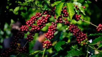 Sản lượng cà phê Robusta của Việt Nam dự báo thấp nhất 4 năm