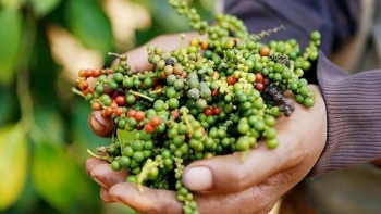 “Cơn sốt giá” mới mang tên hồ tiêu