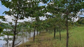 Quỹ BV&PTR Đắk Nông: Quản lý chặt chẽ nhằm nâng cao hiệu quả sử dụng tiền DVMTR