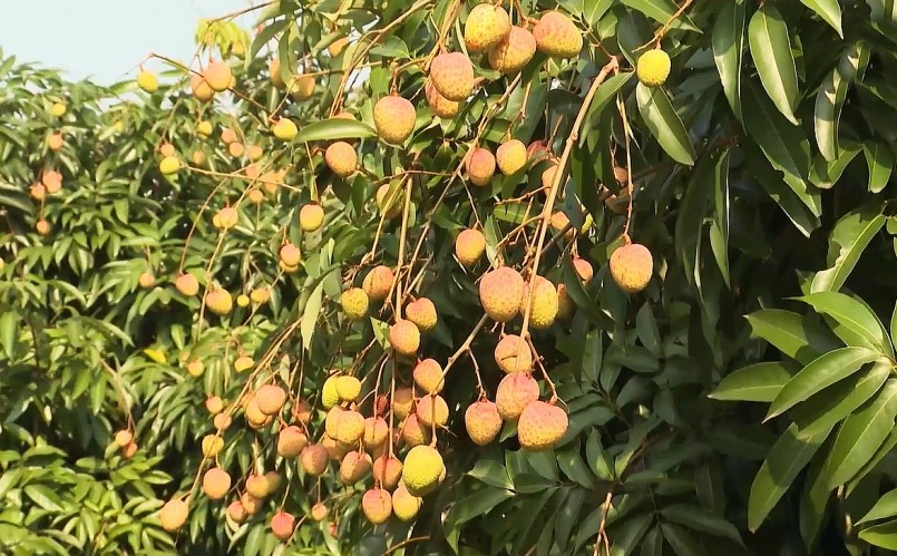 Bắc Giang thu hoạch, tiêu thụ gần 27 nghìn tấn vải thiều.