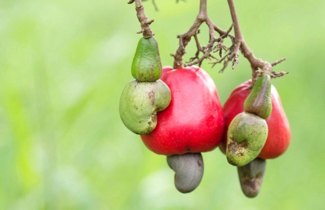 Việt Nam mua lượng lớn điều thô của Campuchia