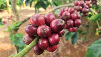 Giá cà phê áp sát mức đỉnh lịch sử tháng 4