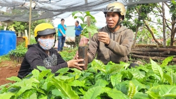 Vì sao người dân đổ xô mua cây giống cà phê?