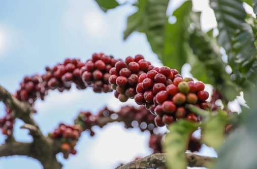 Giá cà phê hôm nay tại thị trường trong nước giảm nhẹ. Ảnh Minh Đăng