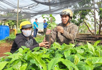 Vì sao người dân đổ xô mua cây giống cà phê?