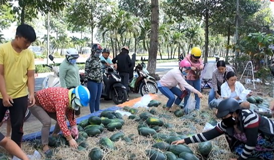 Sắp hết cảnh lo rủi ro xuất khẩu dưa hấu