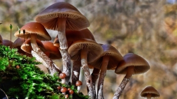 Lưu ý khi sử dụng nấm rừng làm thực phẩm?