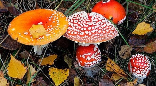 Lưu ý khi sử dụng nấm rừng làm thực phẩm?