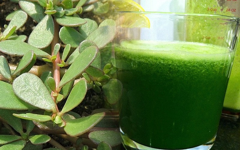 Rau sam tốt cho tim mạch