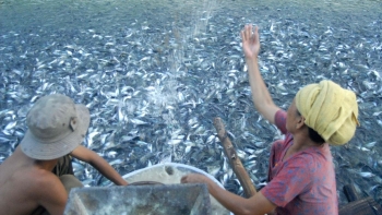 Giá cá tra nguyên liệu có thể tăng do thiếu hụt nguồn cung