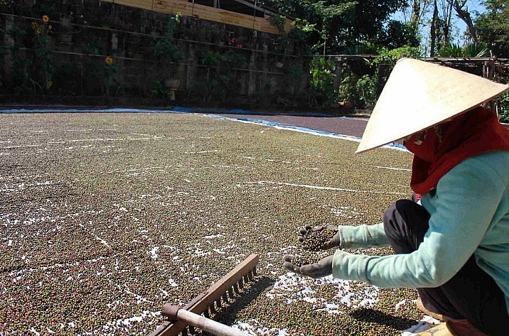 nhiều hộ dân trồng tiêu đã bắt đầu bán ra một phần tiêu của mùa vụ trước, 