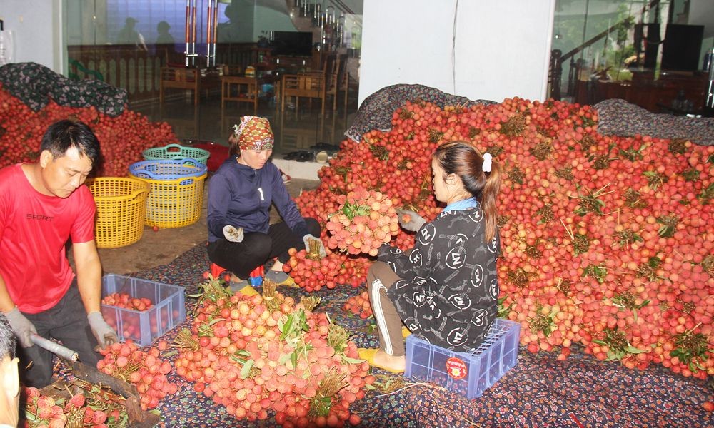 Vải thiều tại một điểm cân. Vải thiều tại một điểm cân.