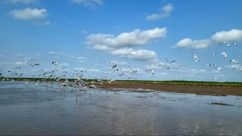 Thiên nhiên tái sinh kì diệu nơi cánh rừng Net Zero đất Mũi