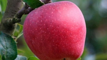 Các thực phẩm tốt cho thận