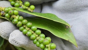 Điều gì đang xảy ra với thị trường hồ tiêu?