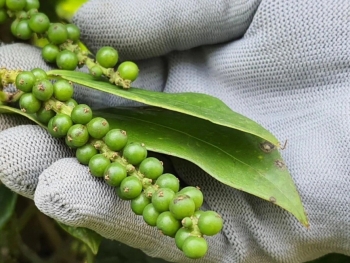 Điều gì đang xảy ra với thị trường hồ tiêu?