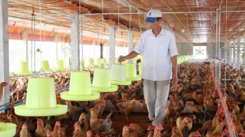 Thủ tướng chỉ đạo tập trung phòng, chống dịch bệnh gia súc, gia cầm