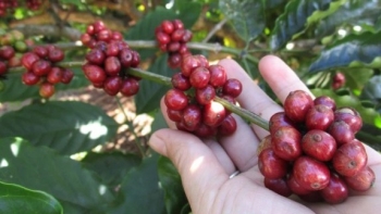 Giá cà phê sẽ ít có biến động mạnh