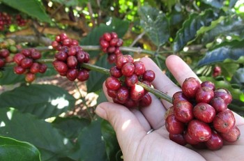 Giá cà phê sẽ ít có biến động mạnh