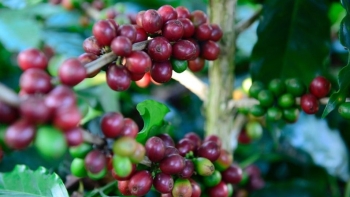 Giá cà phê bất ngờ tăng mạnh trở lại