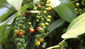 Cả nước chỉ còn 60.000 tấn tiêu để xuất khẩu từ nay đến niên vụ mới