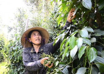 Ngược xu hướng, nông dân mua tiêu từ đại lý để tích trữ chờ giá lên