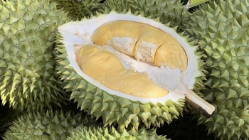 Sầu riêng thúc đẩy kim ngạch xuất khẩu rau quả tăng mạnh