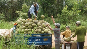 Đối thủ mới của sầu riêng Việt tại Trung Quốc có lợi thế gì?