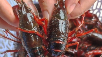 Tổng cục Hải quan yêu cầu tăng cường kiểm soát tôm hùm đất