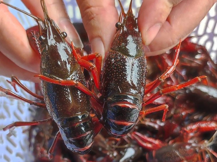 Tôm hùm đất. Tôm hùm đất.