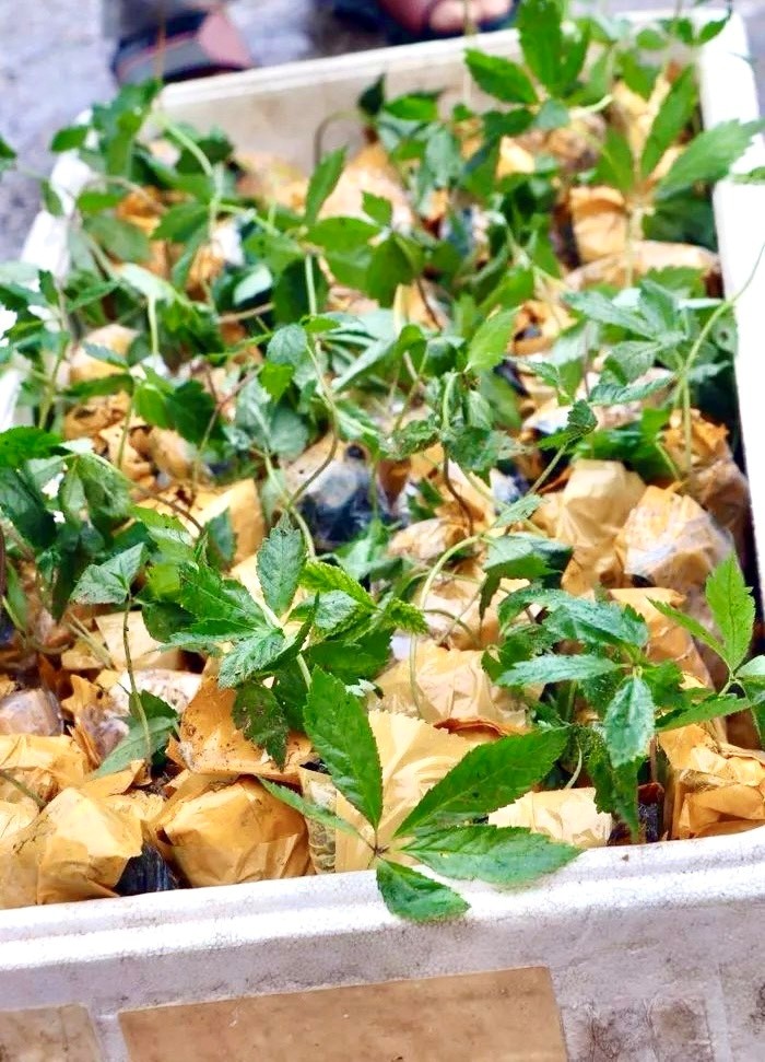 148 cây sâm giống giả Ngọc Linh, tang vật của vụ án, trước khi bị tiêu hủy. 148 cây sâm giống giả Ngọc Linh, tang vật của vụ án, trước khi bị tiêu hủy.