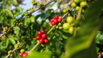 4 yếu tố khiến giá cà phê đồng loạt tăng nóng