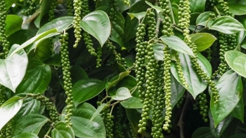 Giá tiêu trong nước bất ngờ giảm mạnh: Do yếu tố đầu cơ?