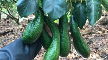 Giá bơ sẽ tăng trở lại nếu được xuất khẩu chính ngạch sang Trung Quốc