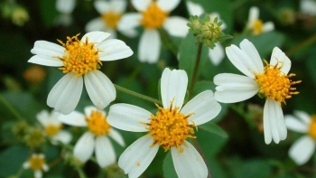 Tác dụng bất ngờ từ cây xuyến chi