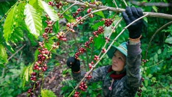 Giải mã nguyên nhân khiến giá cà phê biến động liên tục