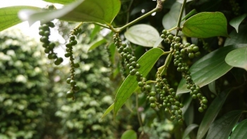 Vì sao lượng giao dịch tiêu trên thị trường thấp?