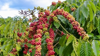 Giá cà phê trong nước tiếp tục giảm