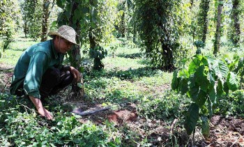 Biến vườn thành… rừng để nâng cao giá trị cho cà phê