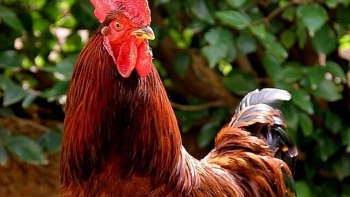 Tác dụng bất ngờ từ mật gà