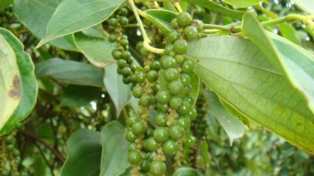 Doanh nghiệp kinh doanh tiêu đang tạm dừng mua hàng, vì sao?