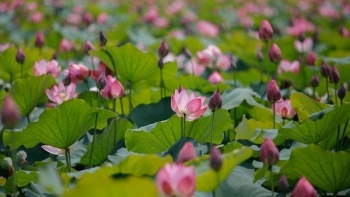 Sắp diễn ra Lễ hội Sen Hà Nội