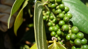 Giá tiêu đang ở vùng giá cao, vì sao nhiều hộ dân vẫn phá bỏ vườn tiêu để trồng sầu riêng?