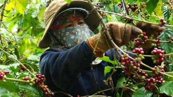 Giá tăng theo ngày, người bán cà phê từ năm 2023 đến nay mất bao nhiêu tiền?